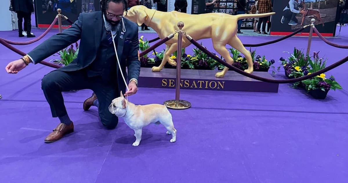 Champion-Bred French Bulldogs – Health Tested & Home Raised breeder image 7