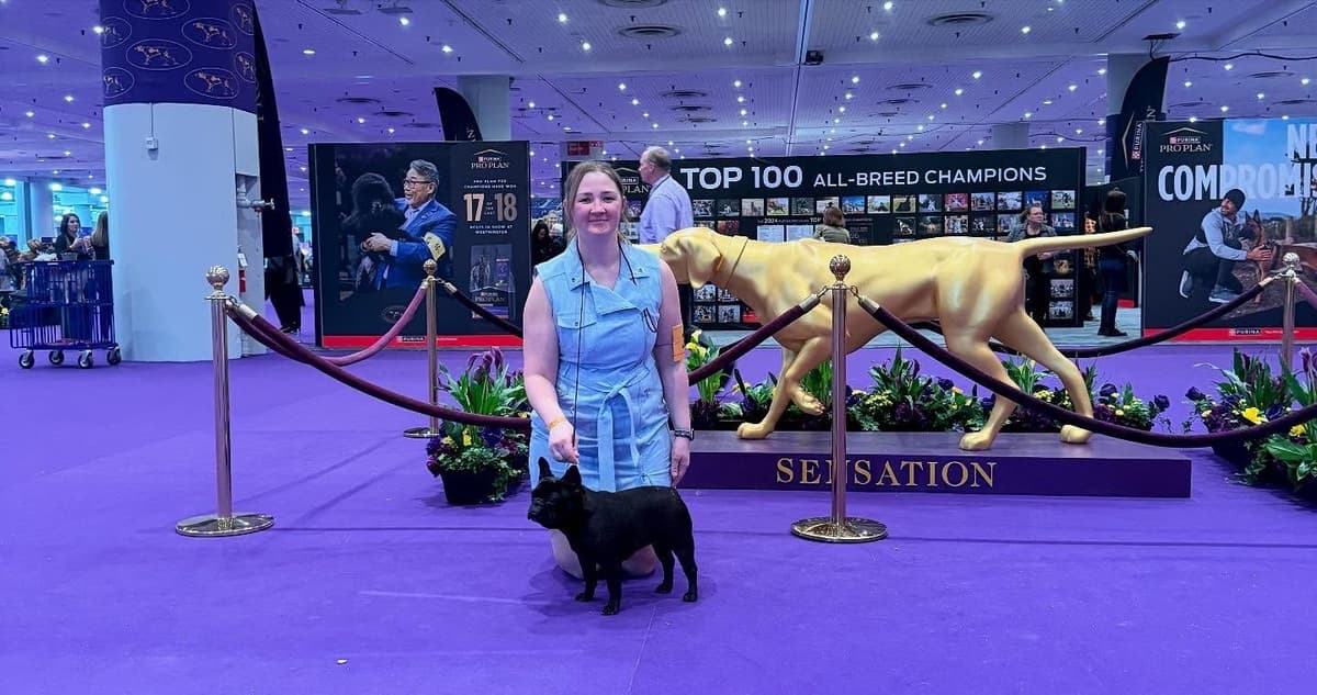 Champion-Bred French Bulldogs – Health Tested & Home Raised breeder image 13