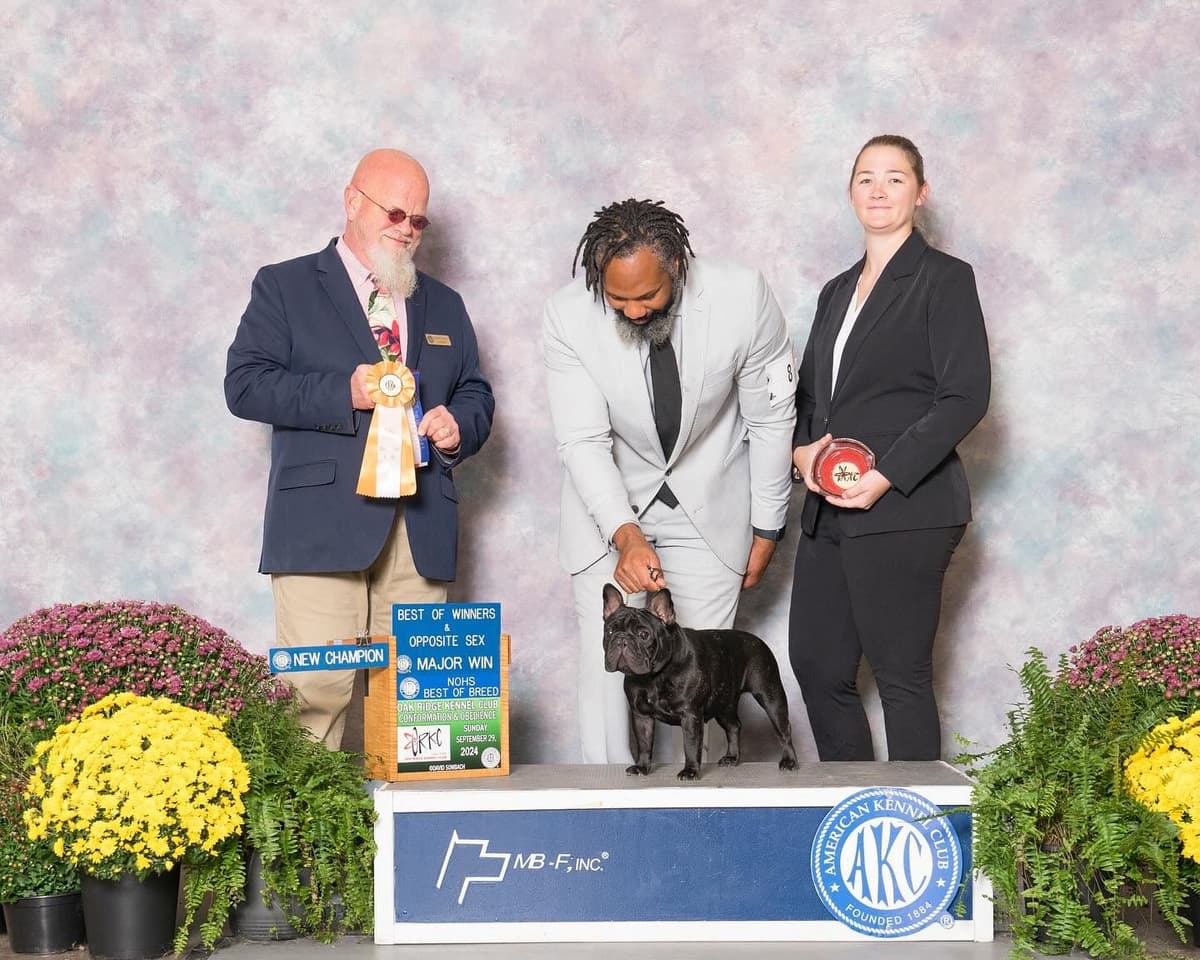 Champion-Bred French Bulldogs – Health Tested & Home Raised breeder image 9