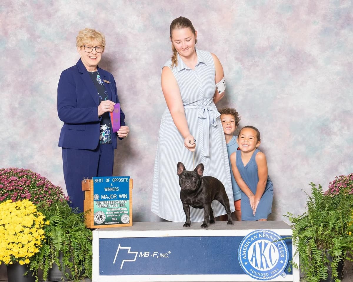 Champion-Bred French Bulldogs – Health Tested & Home Raised breeder image 11
