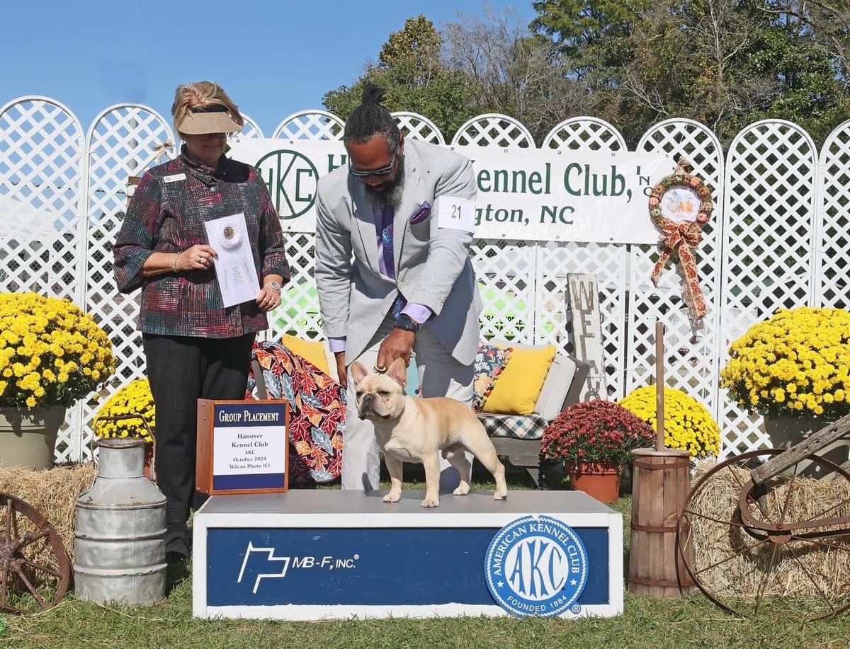 Champion-Bred French Bulldogs – Health Tested & Home Raised breeder image 12