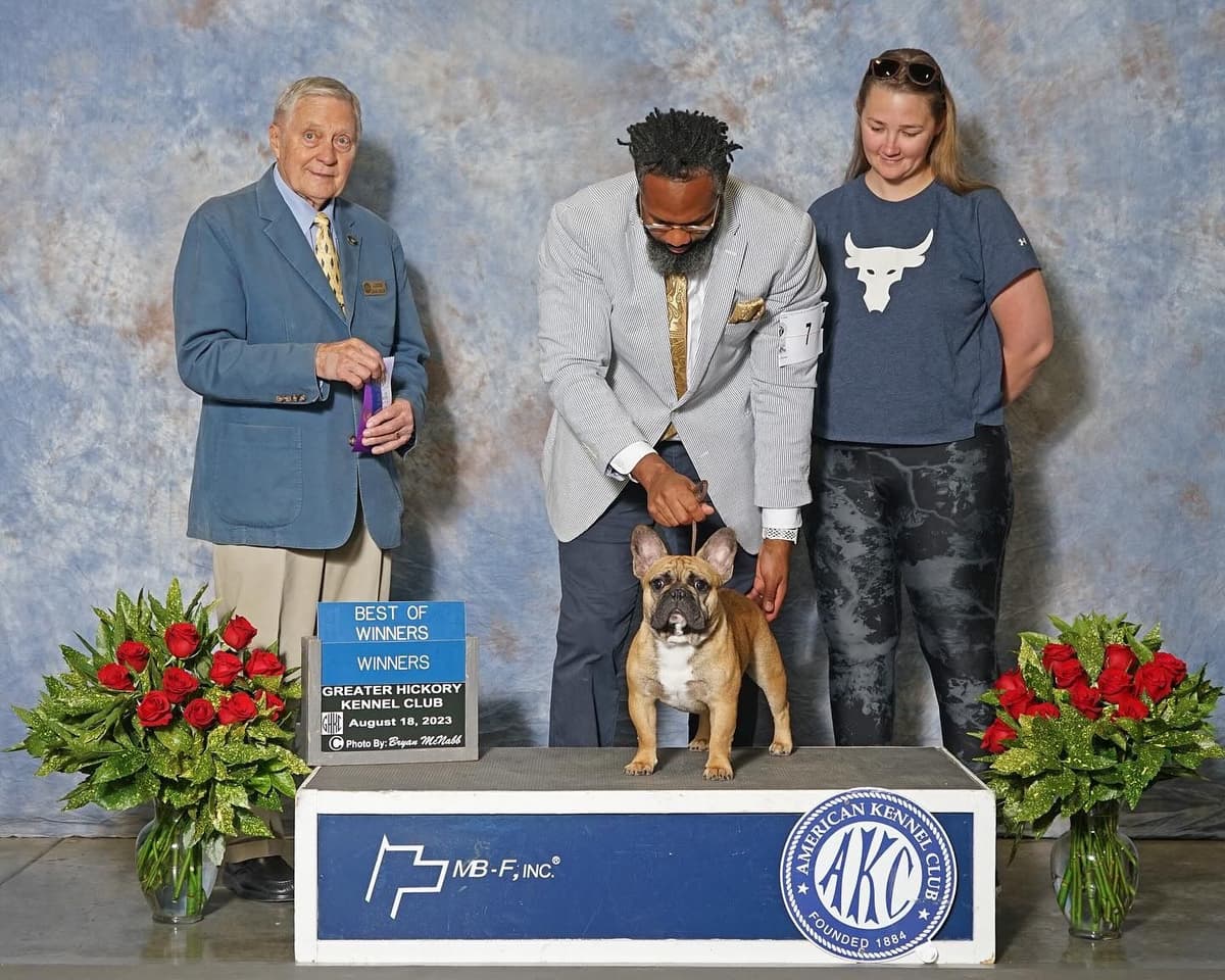 Champion-Bred French Bulldogs – Health Tested & Home Raised breeder image 14