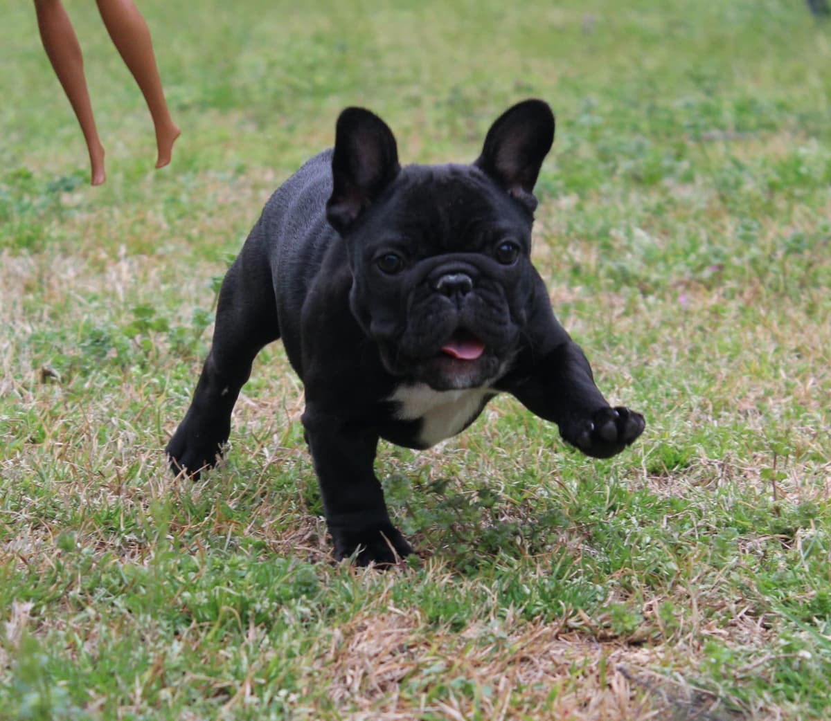 Champion-Bred French Bulldogs – Health Tested & Home Raised breeder image 16