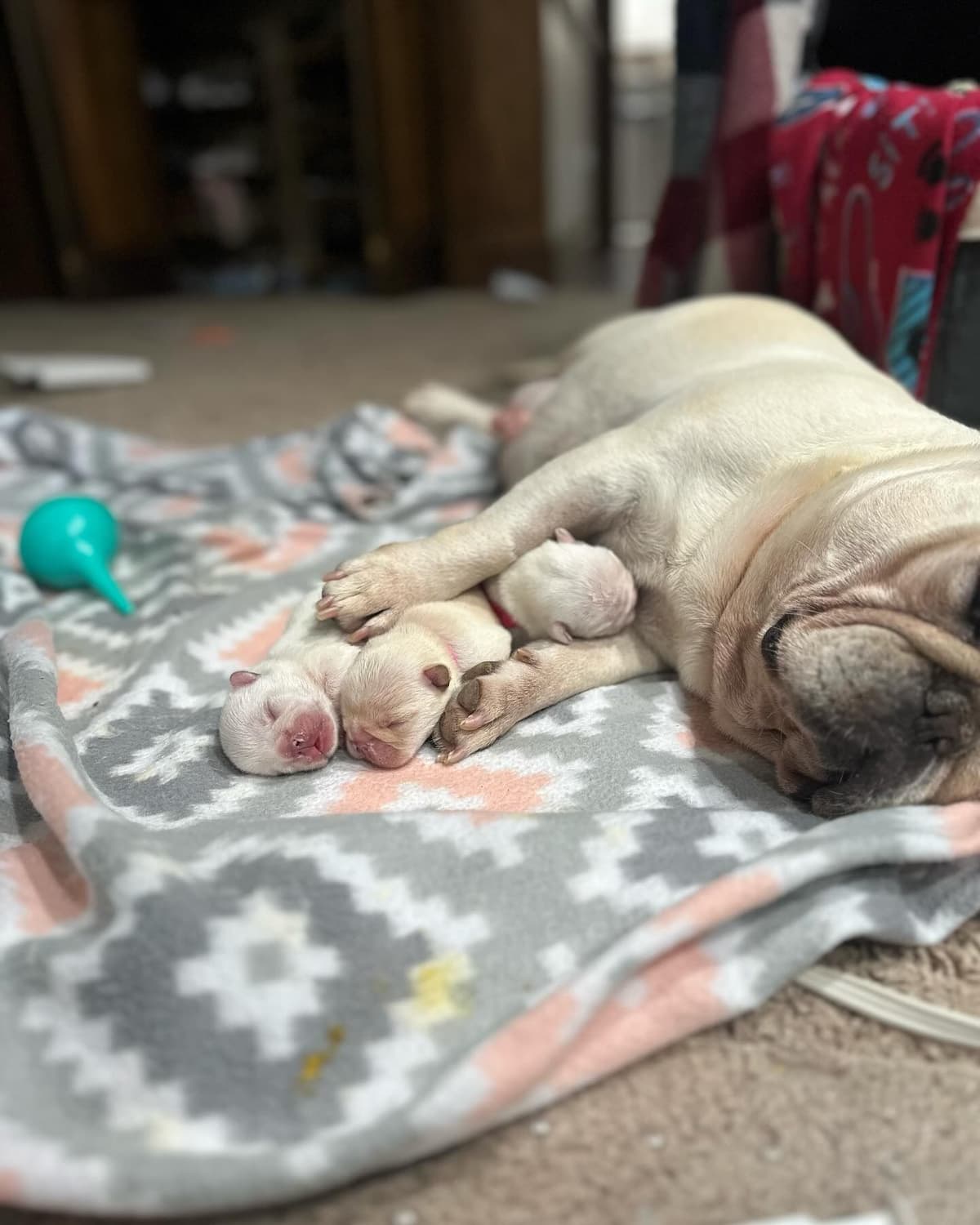 Champion-Bred French Bulldogs – Health Tested & Home Raised breeder image 15