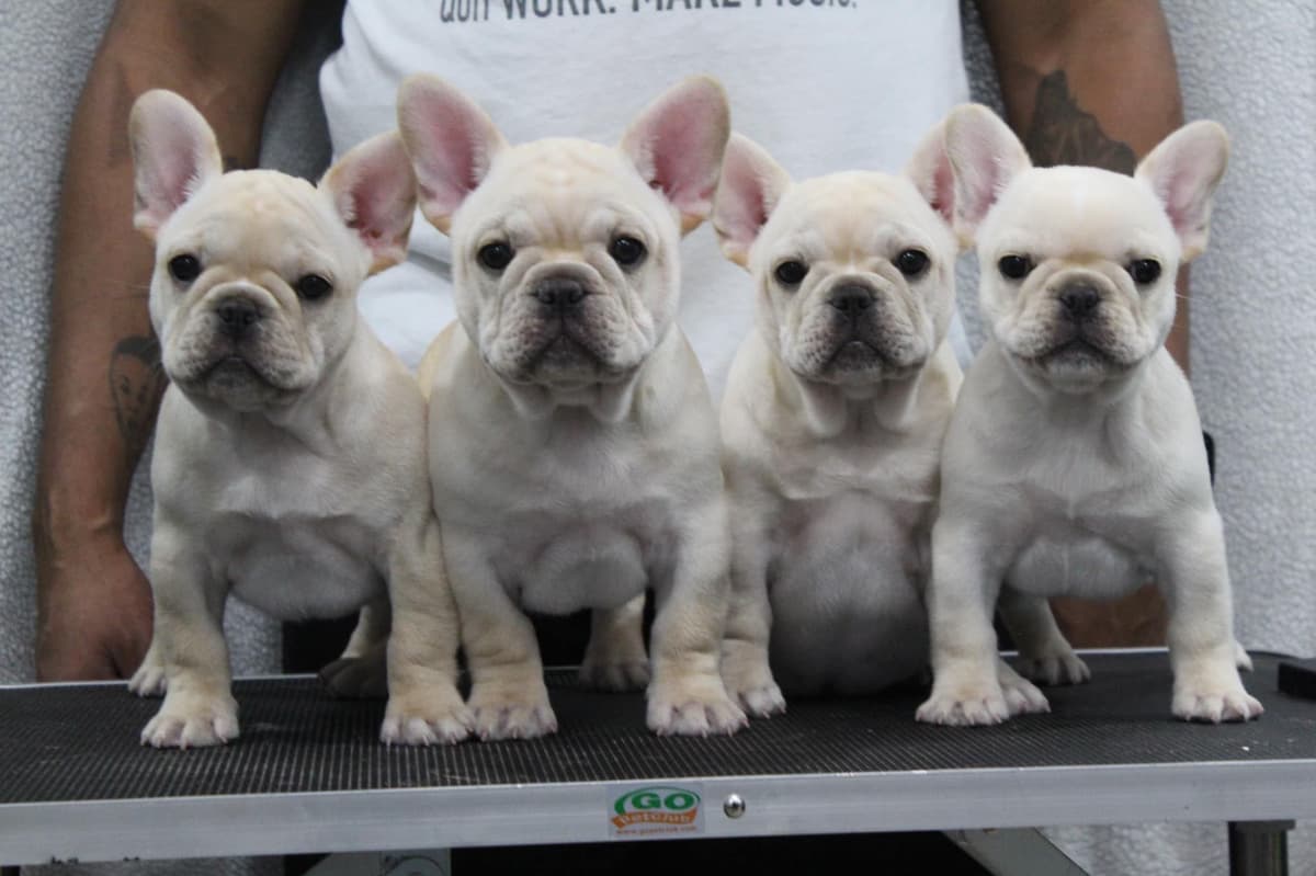 Champion-Bred French Bulldogs – Health Tested & Home Raised breeder image 1