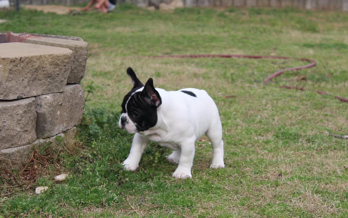 Champion-Bred French Bulldogs – Health Tested & Home Raised breeder image 17
