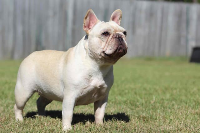 Champion-Bred French Bulldogs – Health Tested & Home Raised media 12