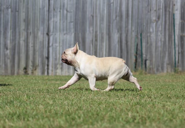 Champion-Bred French Bulldogs – Health Tested & Home Raised media 14
