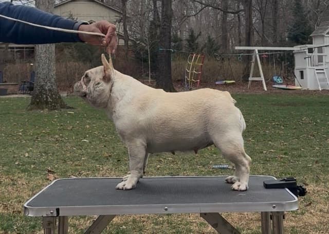 Champion-Bred French Bulldogs – Health Tested & Home Raised media 13