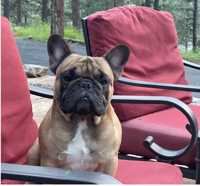 Champion-Bred French Bulldogs – Health Tested & Home Raised media 11