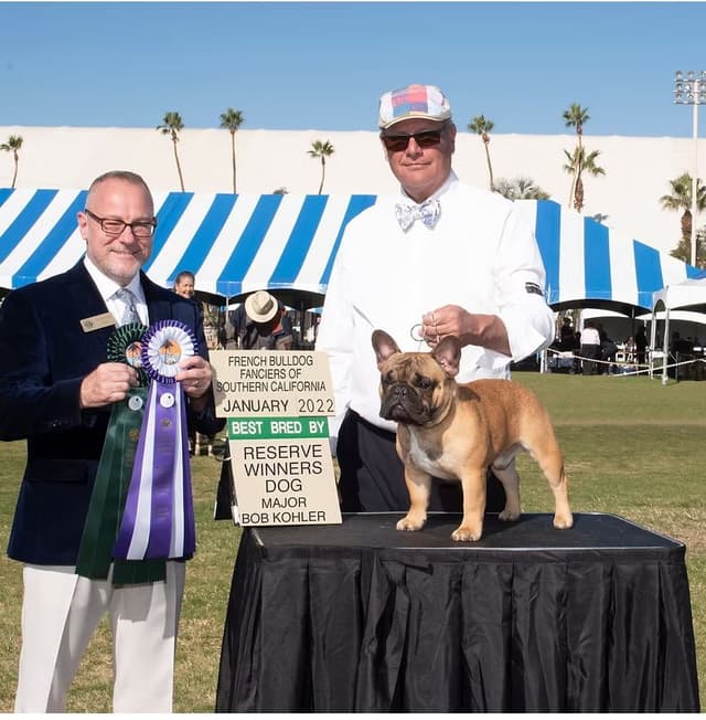 Champion-Bred French Bulldogs – Health Tested & Home Raised media 10
