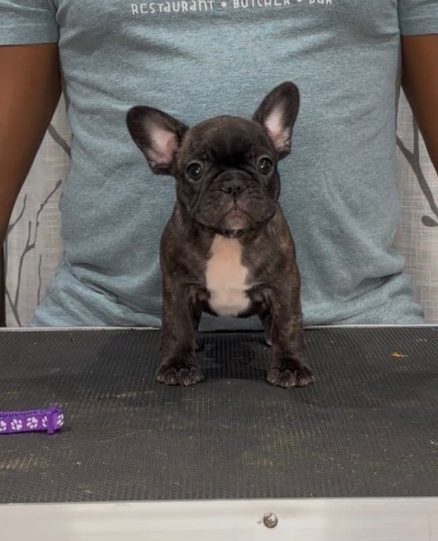 Champion-Bred French Bulldogs – Health Tested & Home Raised media 2