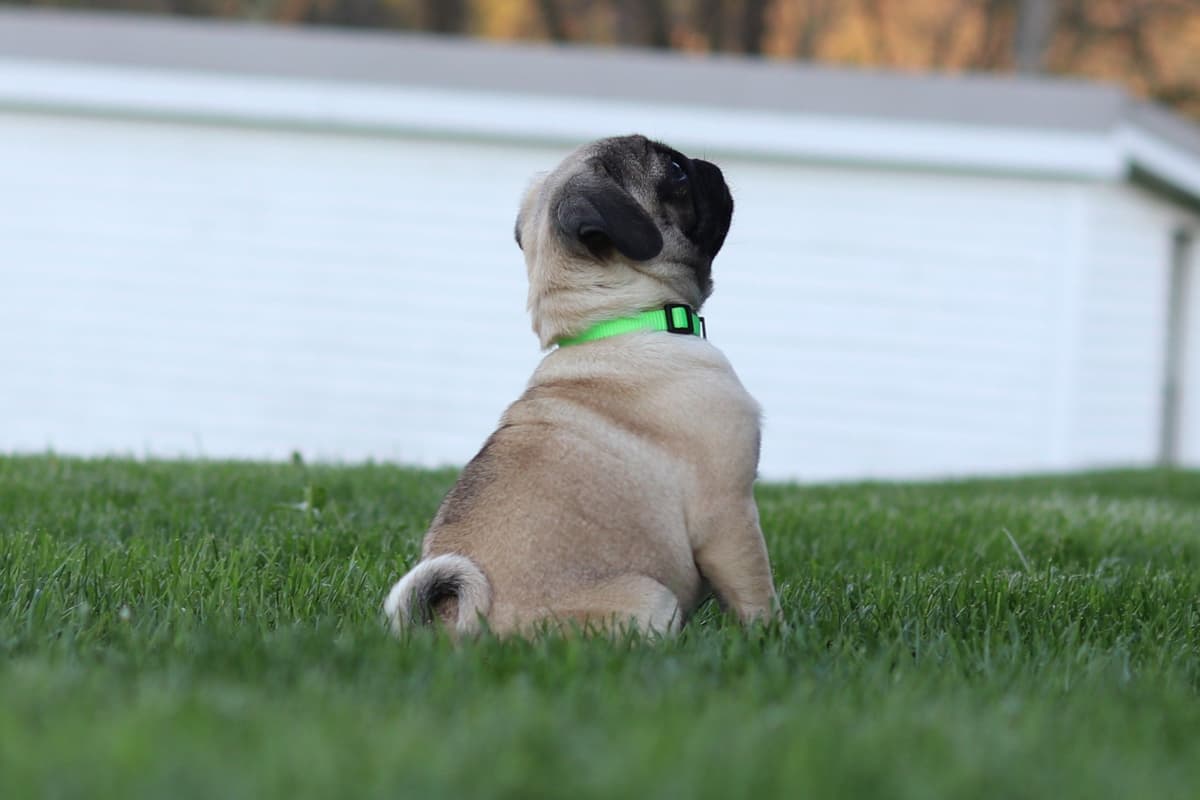 Pug Puppies breeder image 2