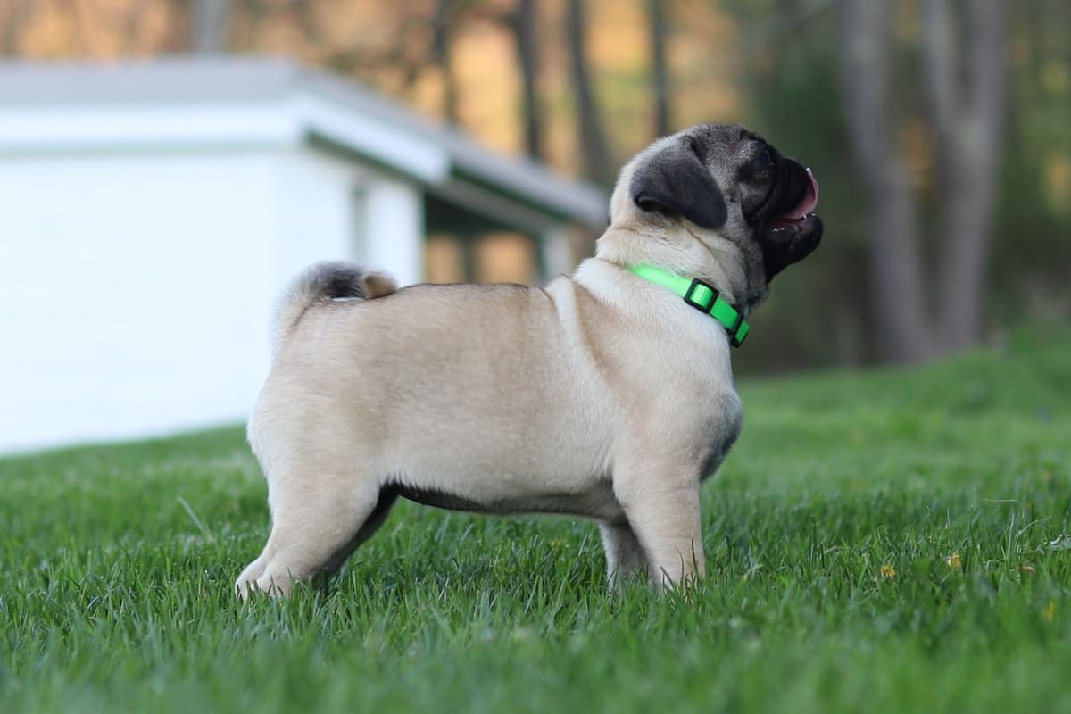 Pug Puppies breeder image 3