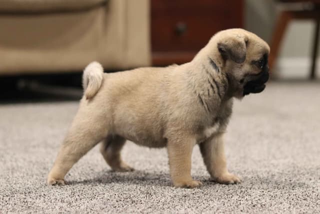 Pug Puppies media 3