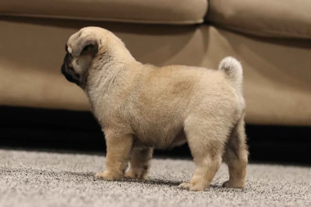 Pug Puppies media 4