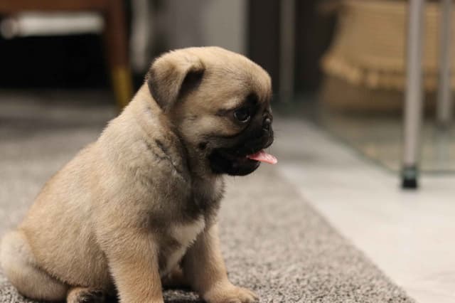 Pug Puppies media 5