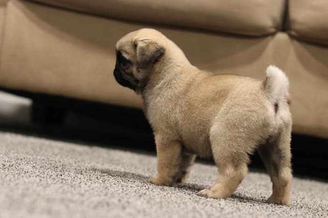 Pug Puppies media 6