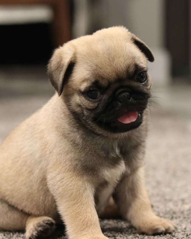 Pug Puppies media 7