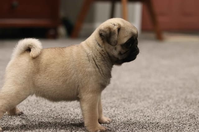 Pug Puppies media 9