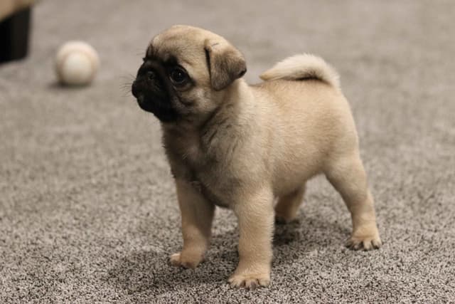 Pug Puppies media 2