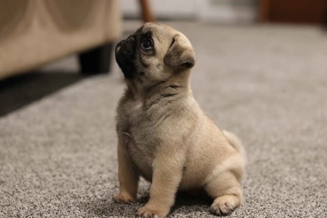 Pug Puppies media 10