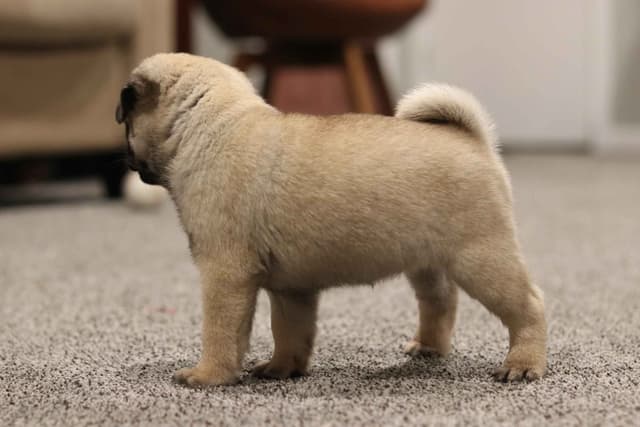 Pug Puppies media 11