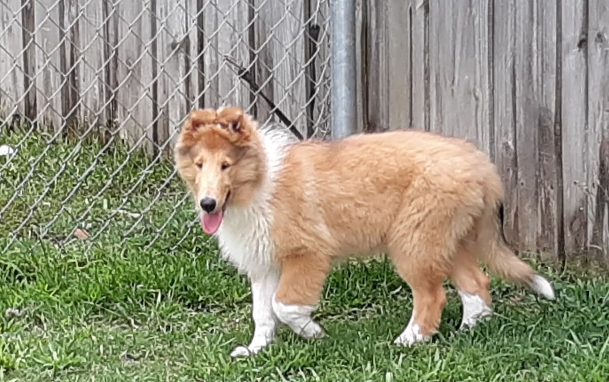 Collie Puppies breeder image 2