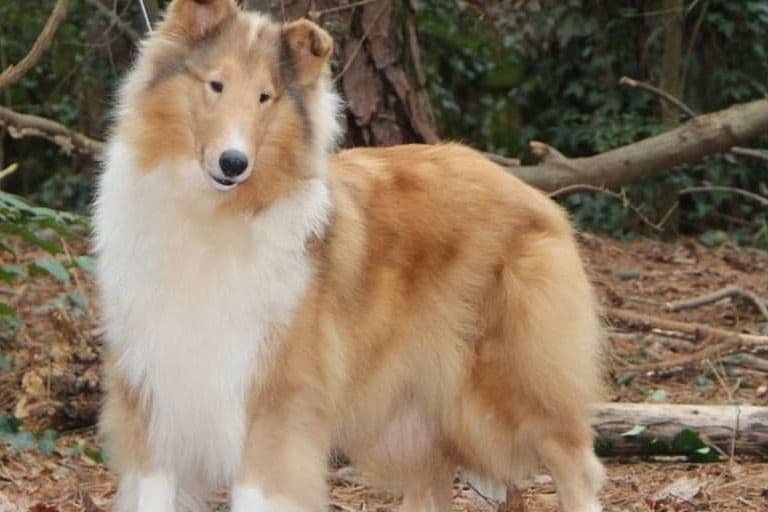 Collie Puppies breeder image 3