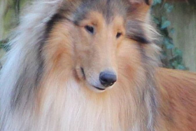 Collie Puppies breeder image 4