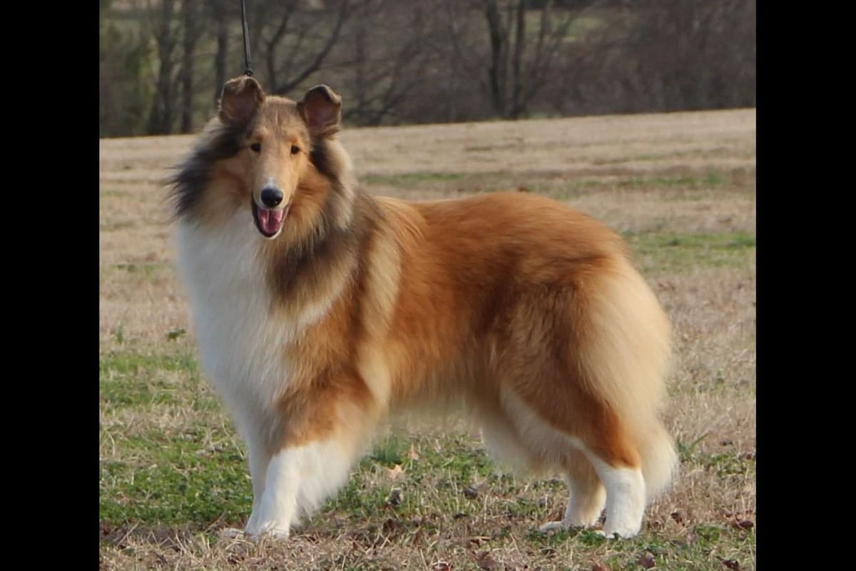 Collie Puppies breeder image 1