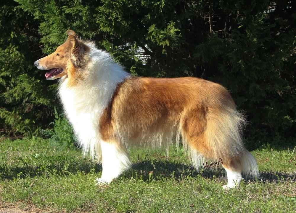 Collie Puppies breeder image 6