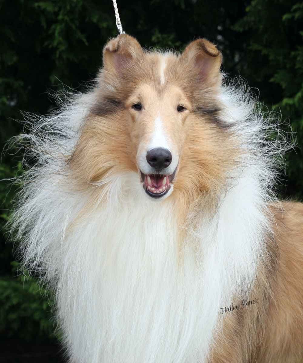 Collie Puppies breeder image 7