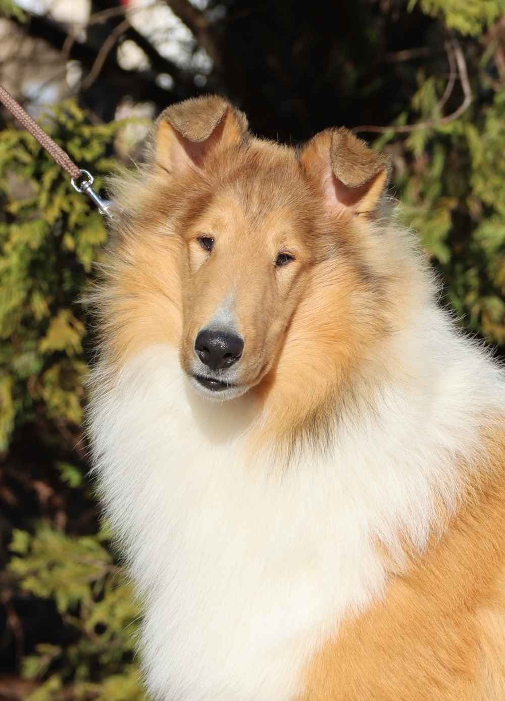 Collie Puppies breeder image 8