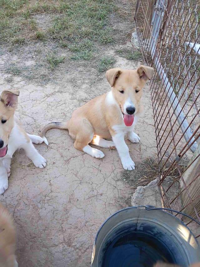 Collie Puppies media 2