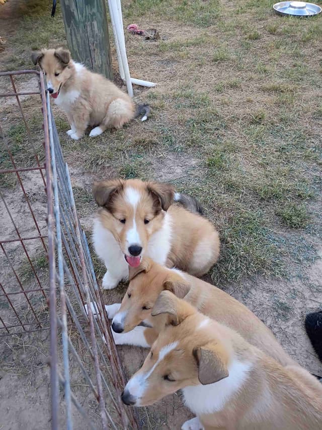 Collie Puppies media 3