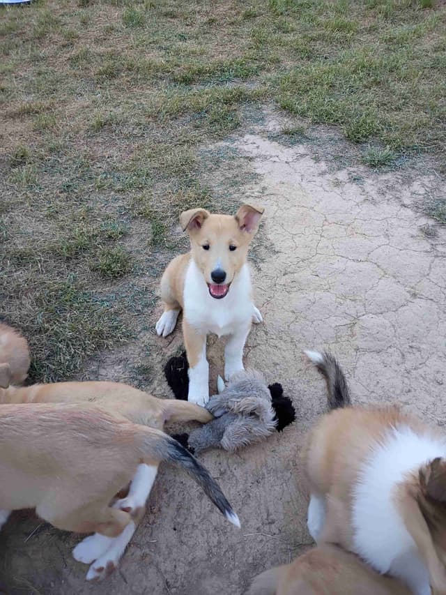 Collie Puppies media 4