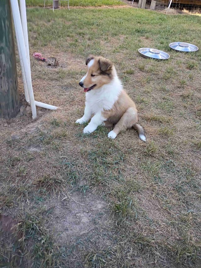 Collie Puppies media 5