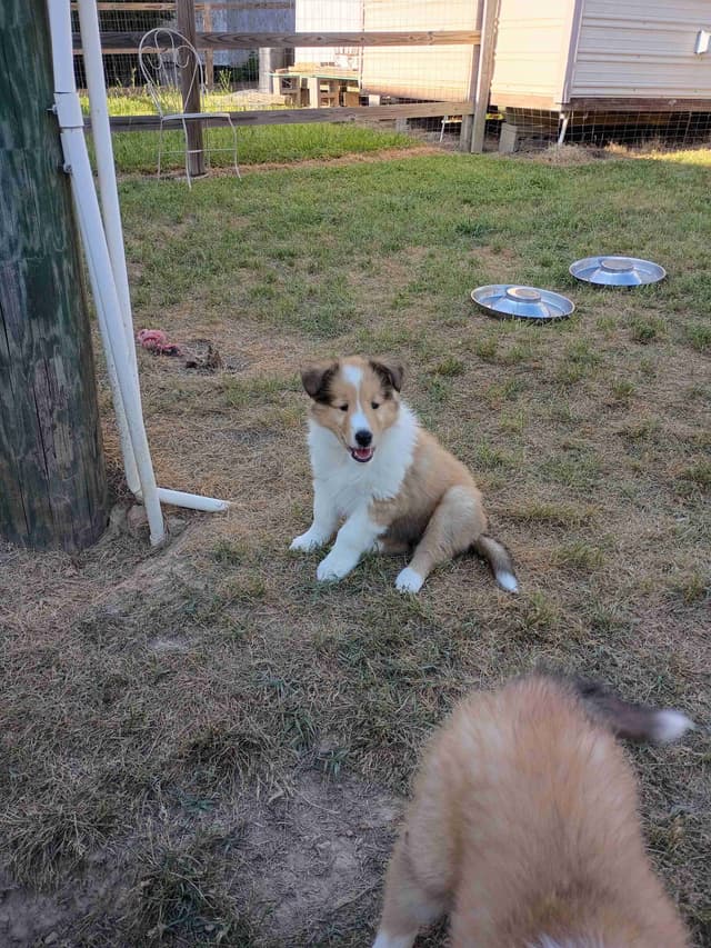 Collie Puppies media 7