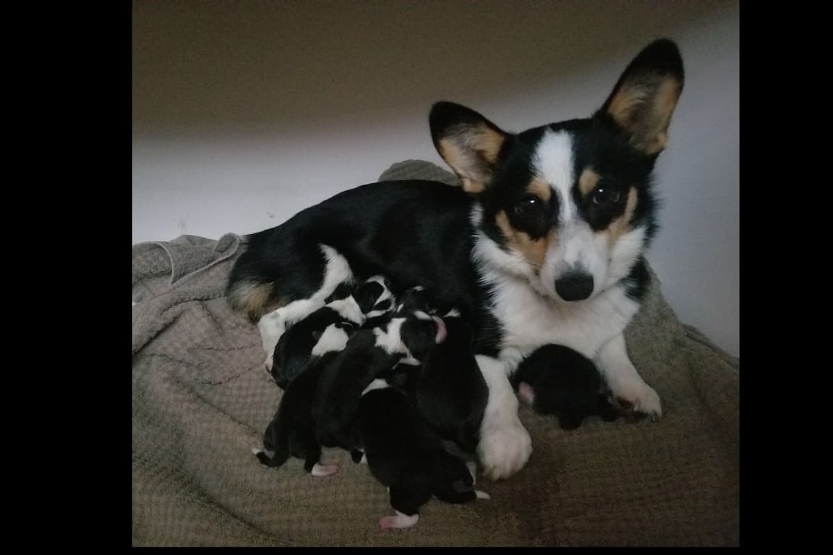 Pembroke Welsh Corgi Puppies breeder image 1