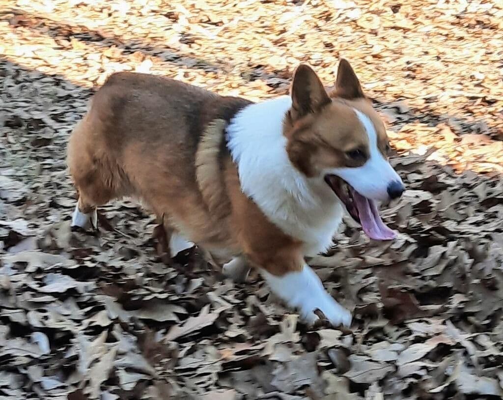 Pembroke Welsh Corgi Puppies breeder image 3