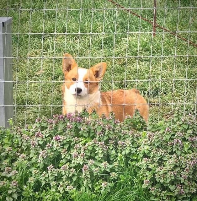 Pembroke Welsh Corgi Puppies breeder image 6