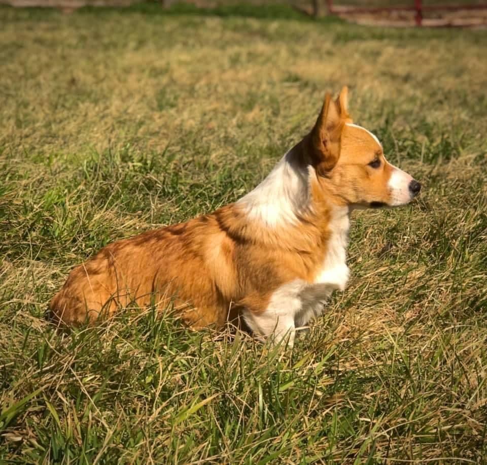 Pembroke Welsh Corgi Puppies breeder image 7