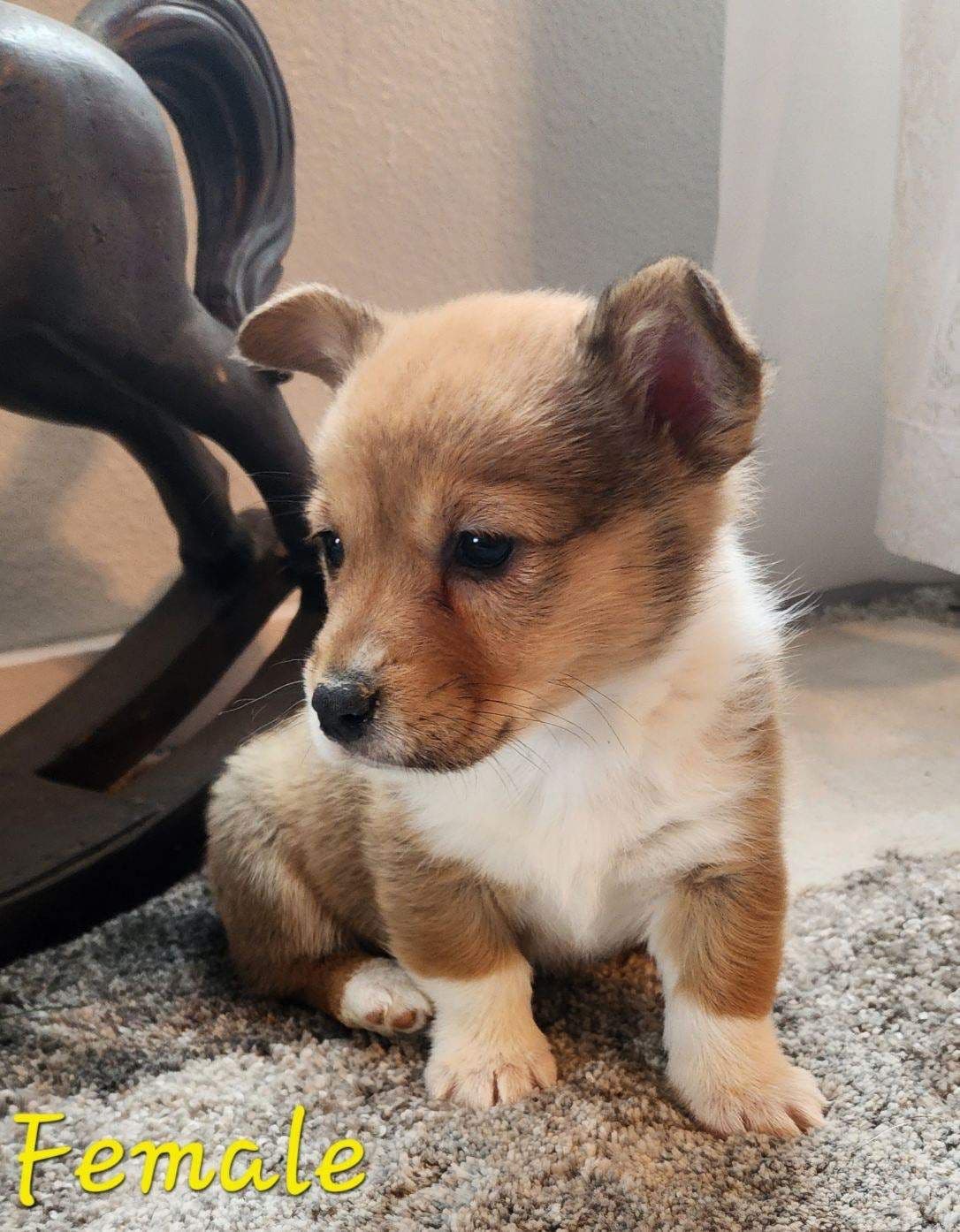 Pembroke Welsh Corgi Puppies breeder image 8