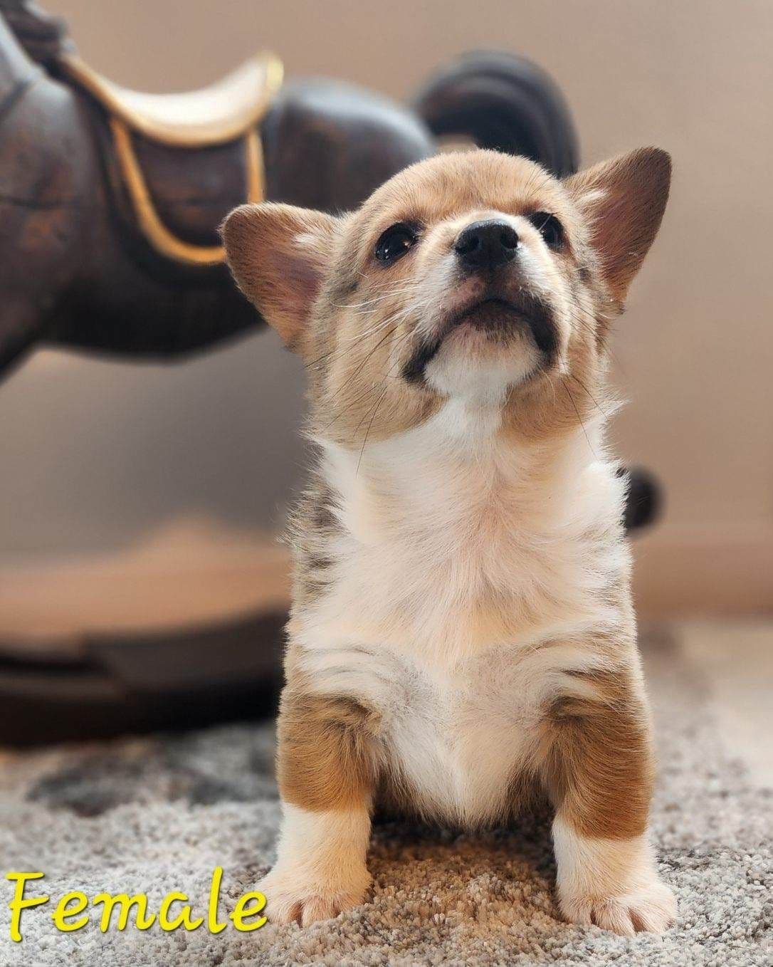 Pembroke Welsh Corgi Puppies breeder image 10