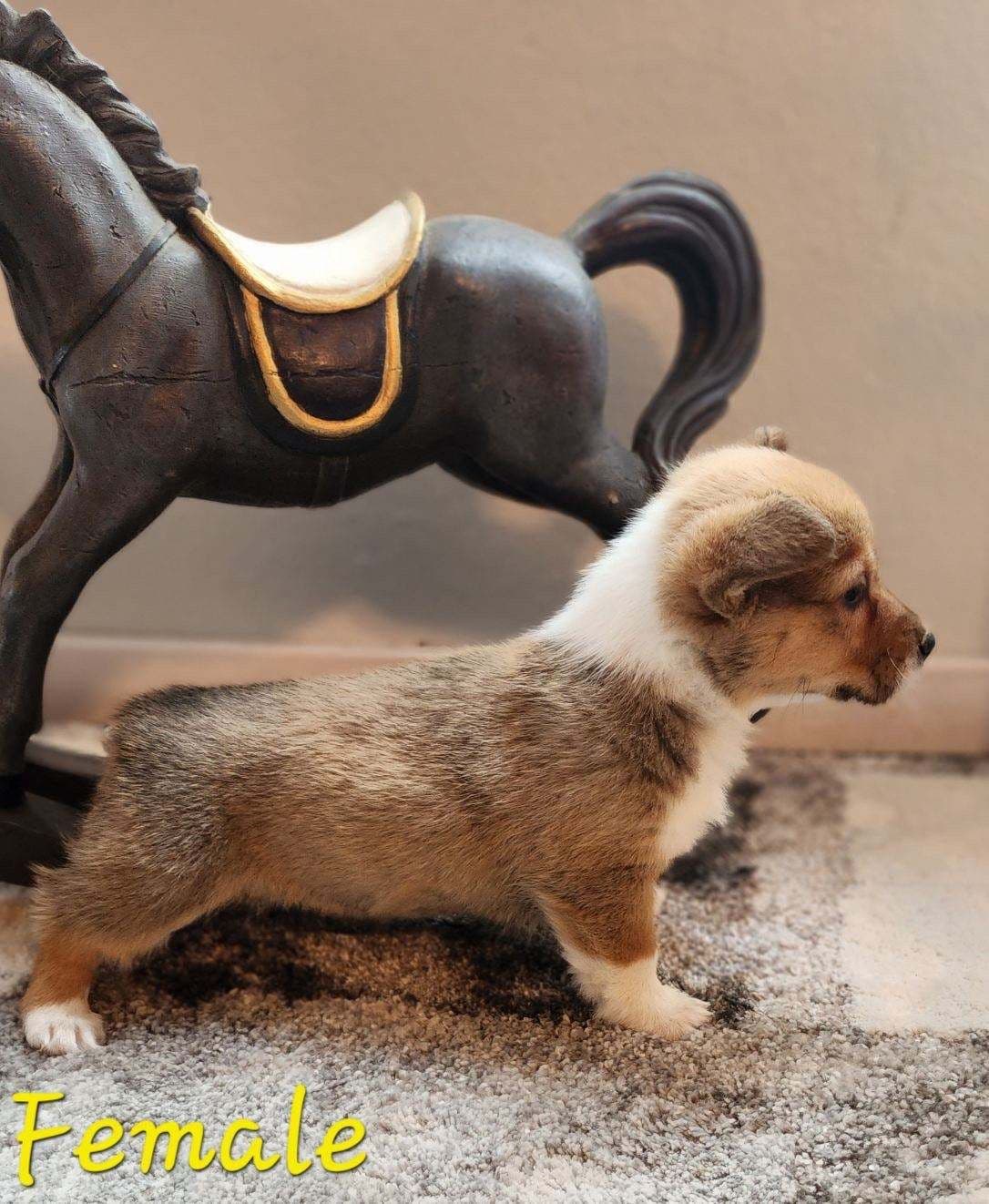 Pembroke Welsh Corgi Puppies breeder image 11