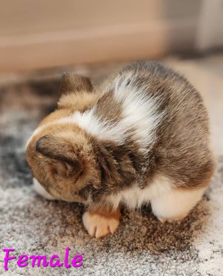 Pembroke Welsh Corgi Puppies breeder image 12