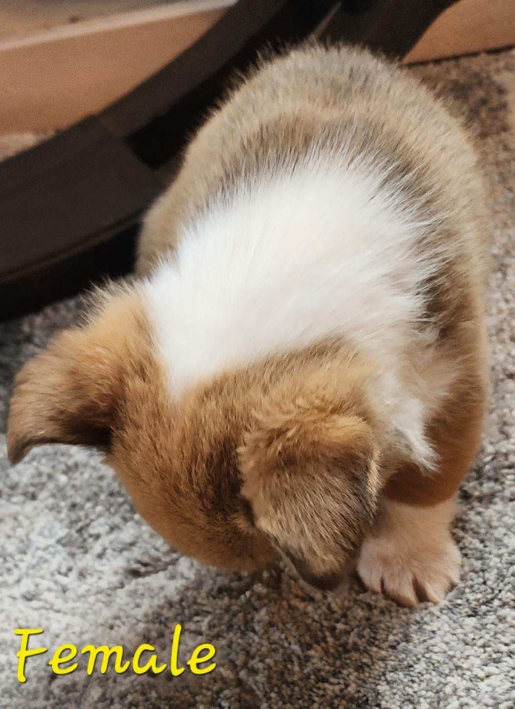 Pembroke Welsh Corgi Puppies breeder image 13
