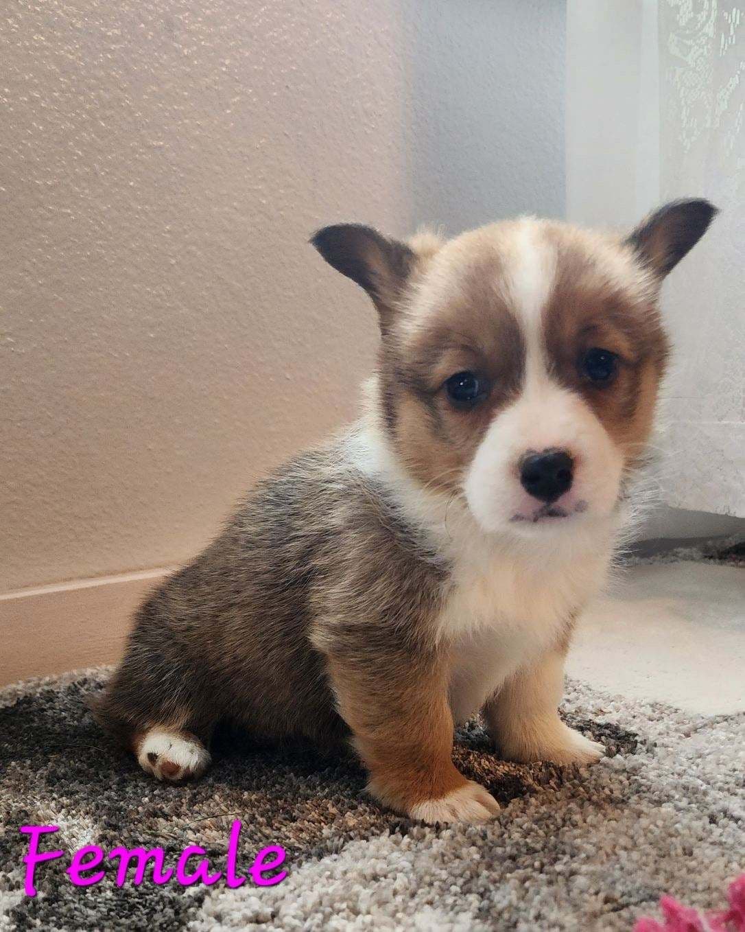 Pembroke Welsh Corgi Puppies breeder image 14
