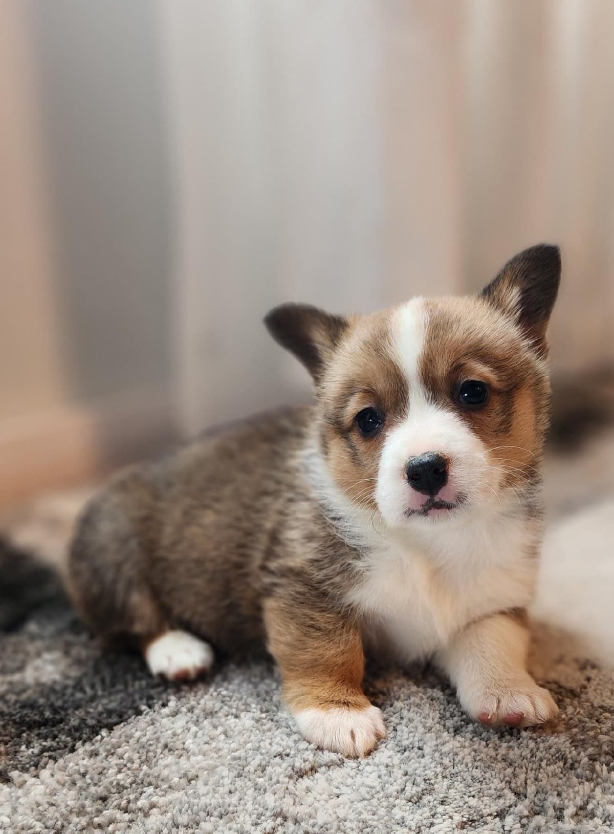 Pembroke Welsh Corgi Puppies breeder image 15
